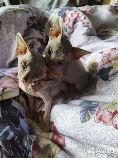 Донской сфинкс котята