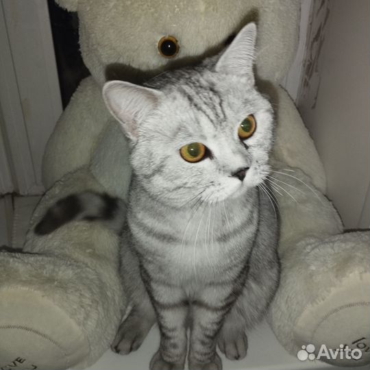 Отдам кота в добрые руки