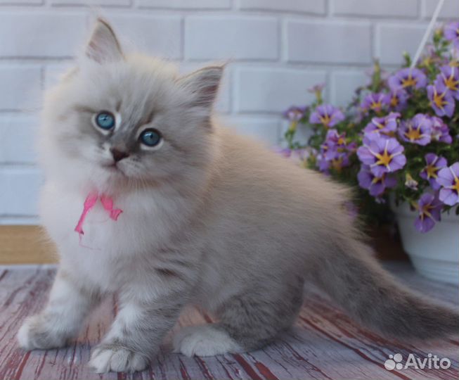 Невская маскарадная