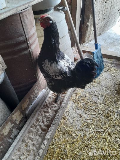 Молодые петушки