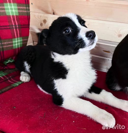 Щенок девочка в добрые руки