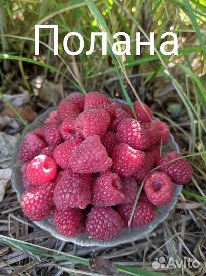 Саженцы малины