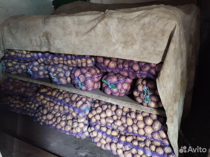 Картошка оптом или мешком