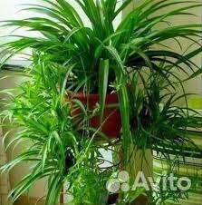 Хлорофитумы, фиалки, глоксинии, аихризон