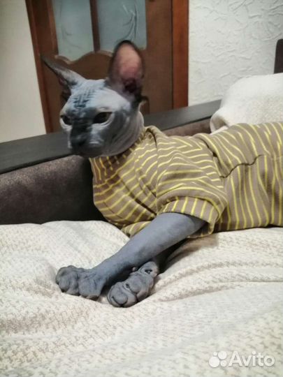 Канадский сфинкс вязка