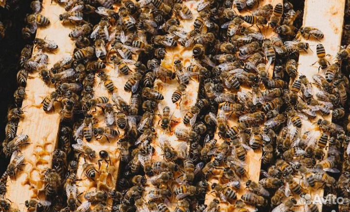 Пчелосемьи