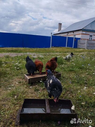 Цыплята петушки