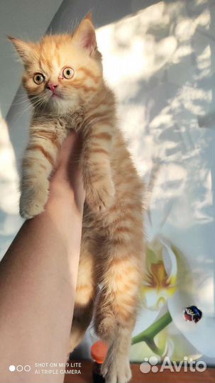 Персидский котик