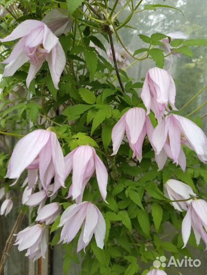 Княжики, клематисы