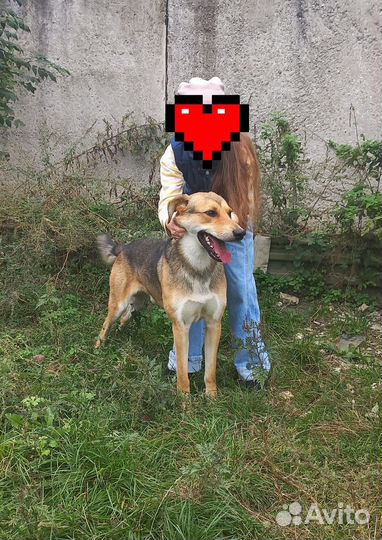 Собака в добрые руки