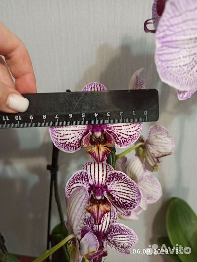 Орхидея фаленопсис Биг