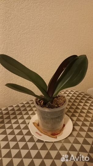 Орхидеи отцветашки