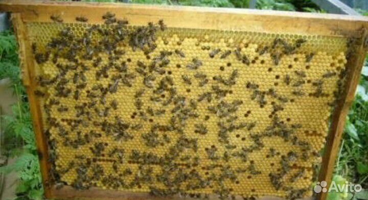 Пчёлопакеты