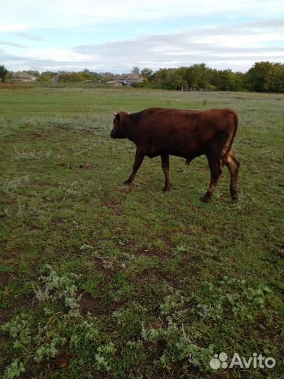 Прошлогодние бычки