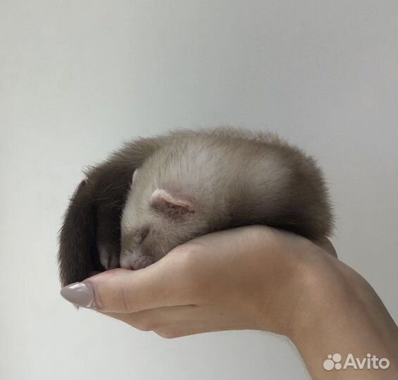 Хорьки из питомника