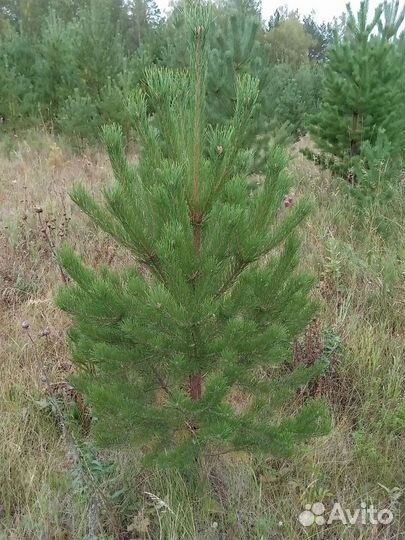 Сосна Уральская Pinus