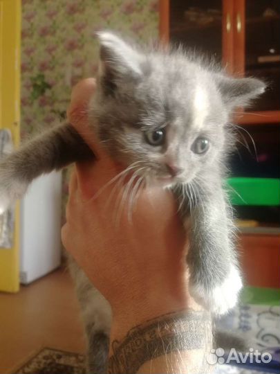 Котята в добрые руки бесплатно