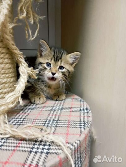 Котенок с коротким хвостиком 1.5 мес