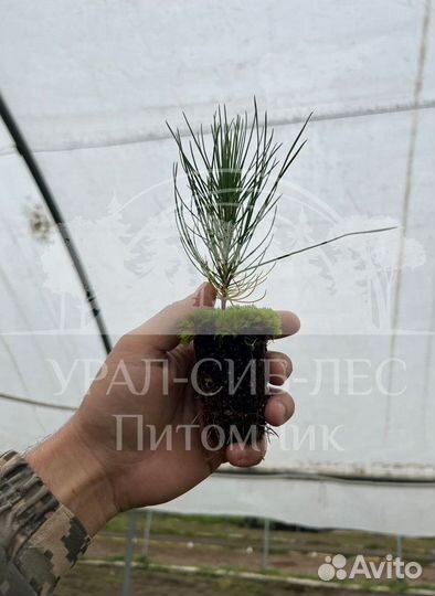 Лиственница Сибирская зкс сеянцы для лесовосстанов