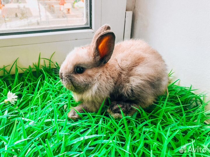 Карликовый кролик - размером с ладонь
