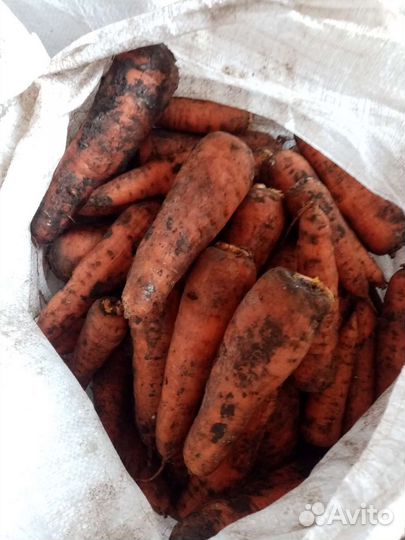 Продам картофель и лук
