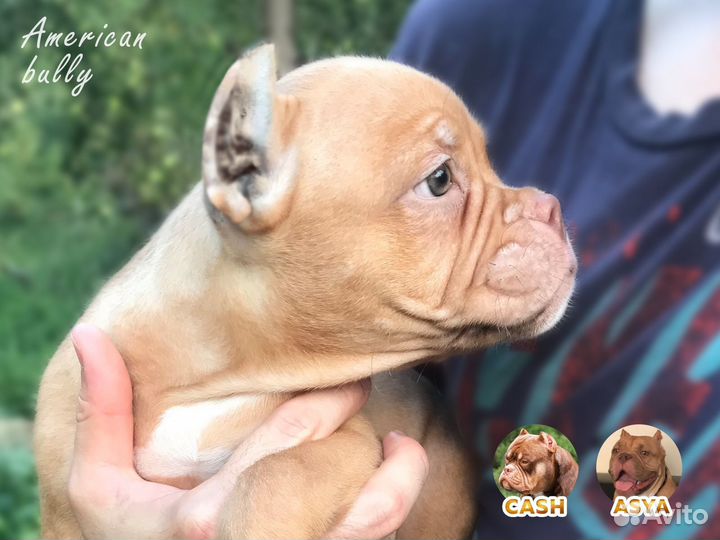 Щенки американского булли