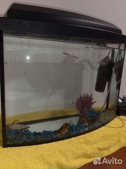 Аквариум+рыбки