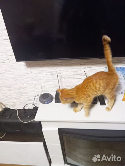 Рыжик 3 месяца