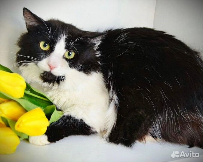 Кот Бородач ищет дом