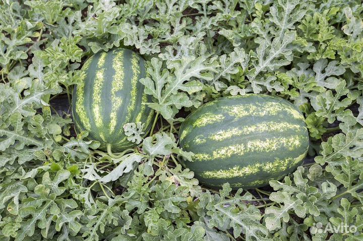 Арбуз оптом