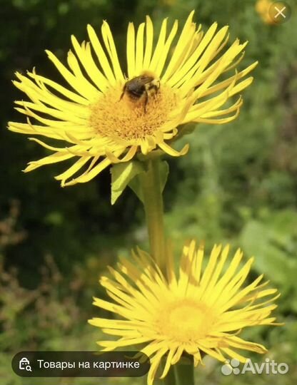 Девясил садовый