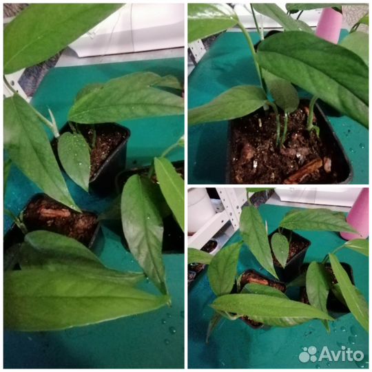 Сциндапсусы