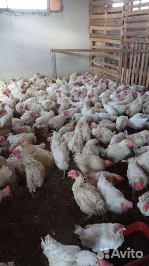 Куры несушки