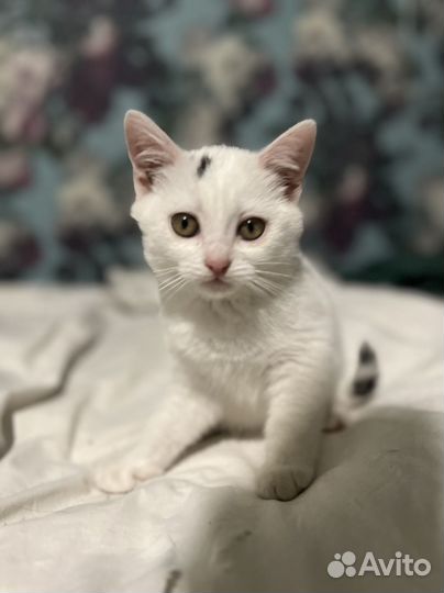 Британские котята