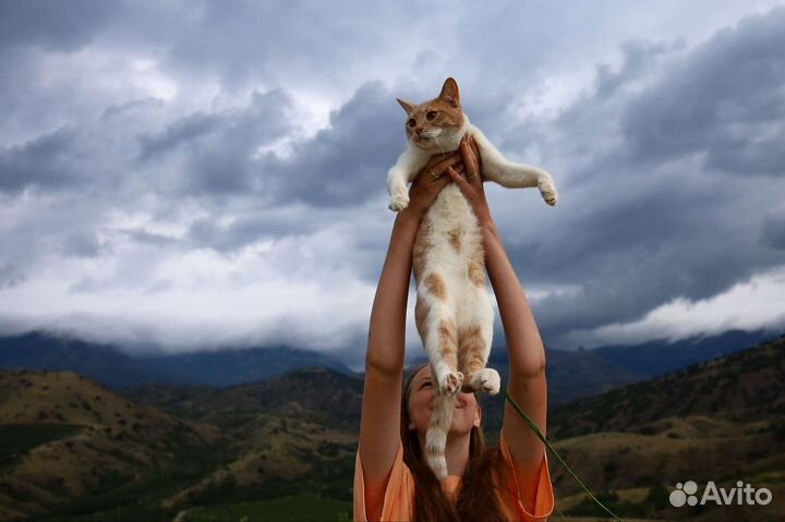 Выгул собак и зооняня