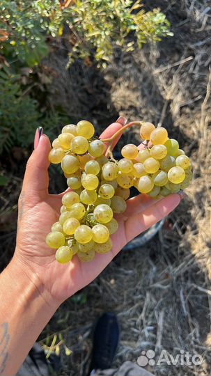 Виноград ркацители