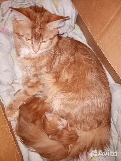 Котята мейн-кун