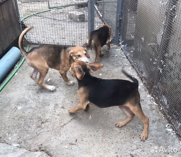 Продаются щенки русской гончей