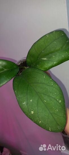 Хойя Phukvai Lao, cv Golden Eye