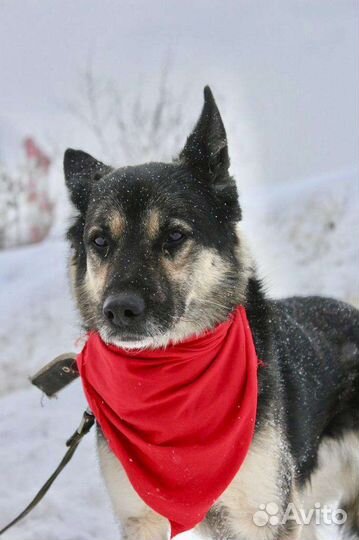 Собаке нужен дом