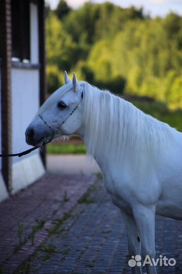 Лошадь пони