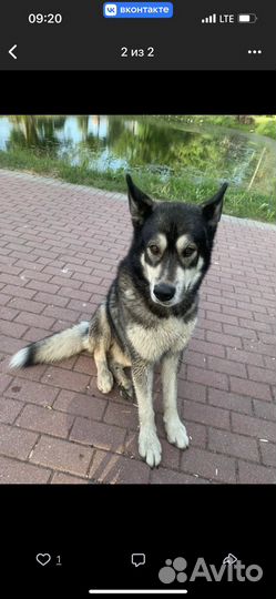 Песик в добрые руки