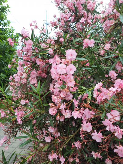 Квартира-студия, 29 м², 9/13 эт.