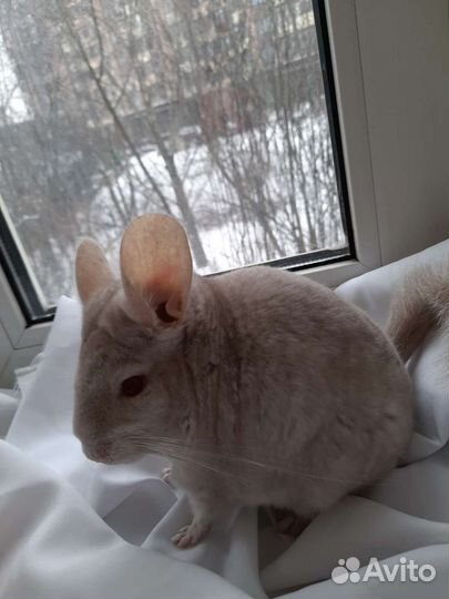 Шиншилла гомобежевая нф, на, нс
