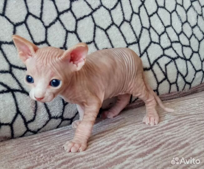 Донской сфинкс котята велюр