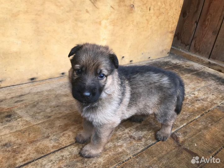 Немецкая овчарка