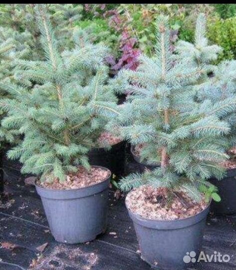 Саженцы, ель голубая глаука,пихта,кедр,сосна