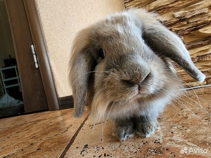 Крол для вязки