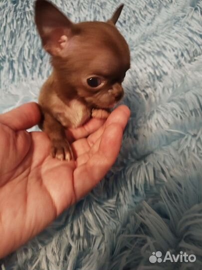 Супер мини чихуахуа