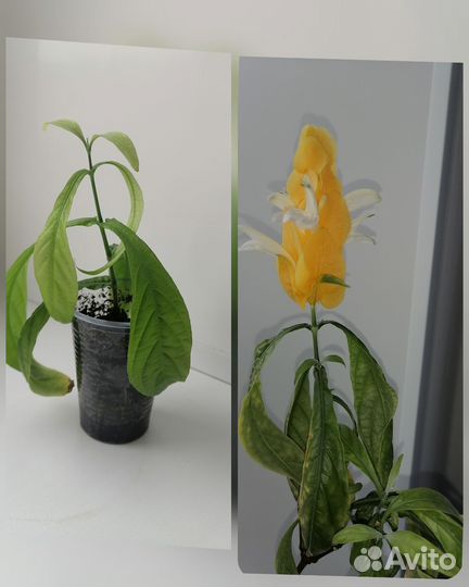 Пахистахис желтый